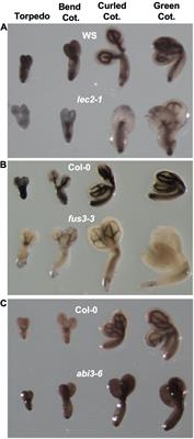 B3 Transcription Factors Determine Iron Distribution and FERRITIN Gene Expression in Embryo but Do Not Control Total Seed <mark class="highlighted">Iron Content</mark>